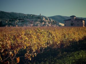 Cori e l'agriturismo Cincinnato - vista dalla vigna