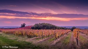 Vigna tramonto - Agriturismo Cincinnato