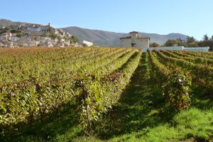 Vista dell'Agriturismo Cincinnato dalla Vigna