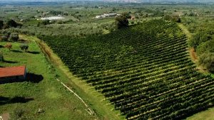 Cincinnato Cooperativa Agricola Cori - Lazio - Vini