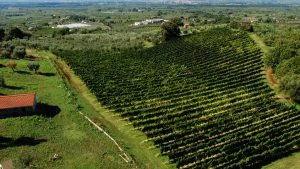 Cincinnato Cooperativa Agricola Cori - Lazio - Vini