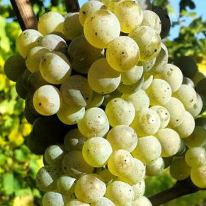 Trebbiano Toscano