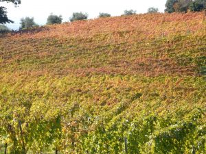 Vigneti - Agriturismo Cincinnato