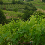 Vigneti - Agriturismo Cincinnato