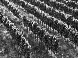 Vigneti - Agriturismo Cincinnato