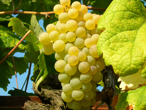 Malvasia - Uve - vitigni autoctoni, Cincinnato