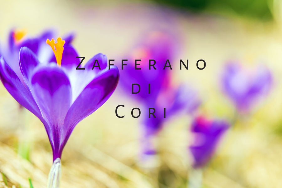 Lo zafferano di Cori utilizzato in agriturismo