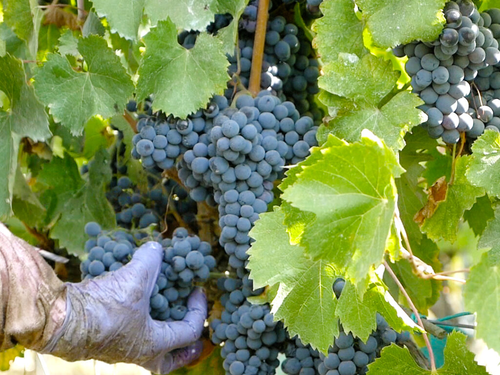 Presenting the new Cincinnato vintages, the excellence of Lazio wines between challenges and opportunities.