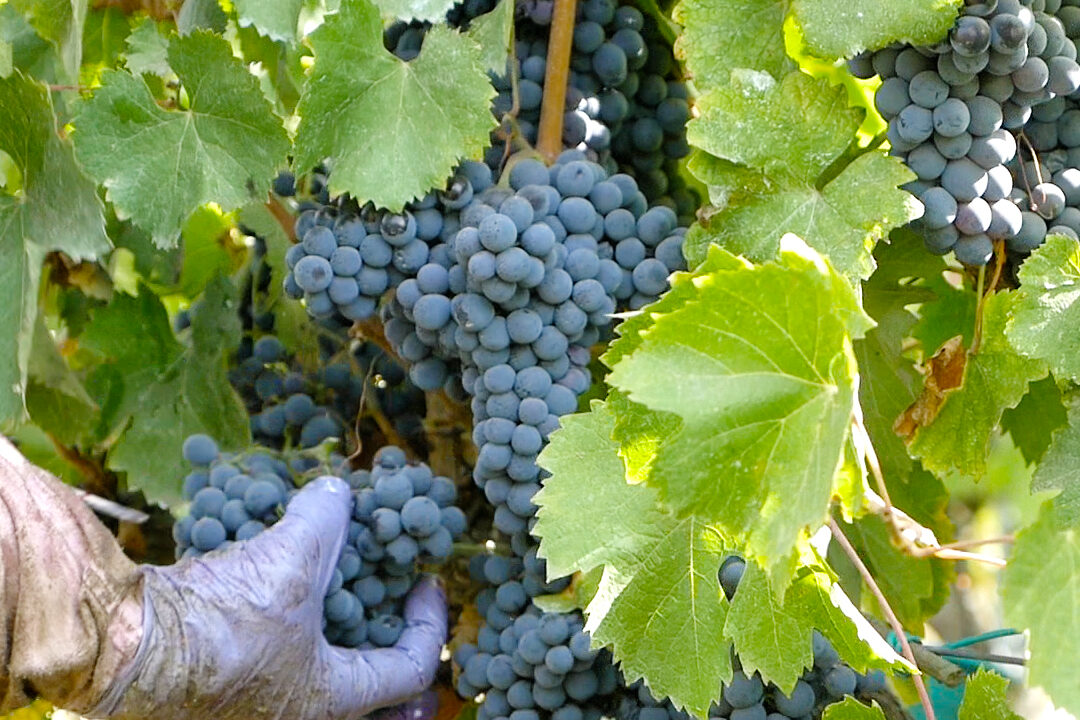 Presenting the new Cincinnato vintages, the excellence of Lazio wines between challenges and opportunities.