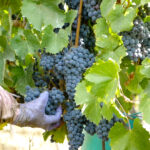 Presenting the new Cincinnato vintages, the excellence of Lazio wines between challenges and opportunities.